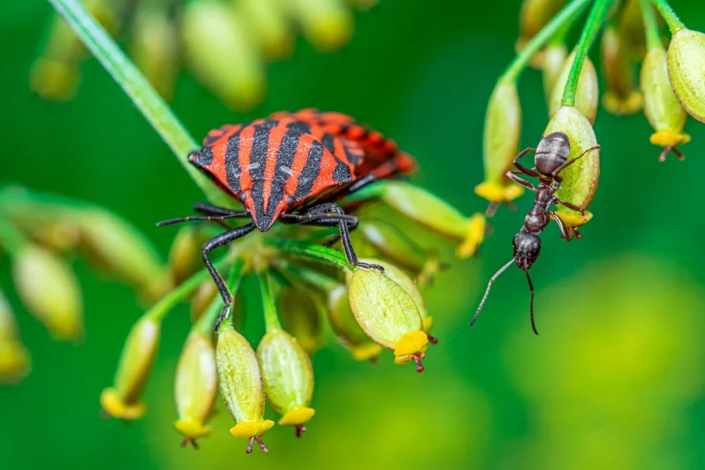 Curso de Bug bounty hunting para principiantes
