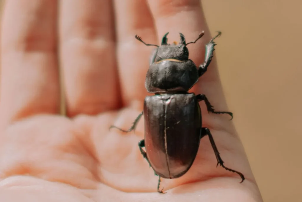 Diplomado en Bug bounty profesional y disclosure responsable
