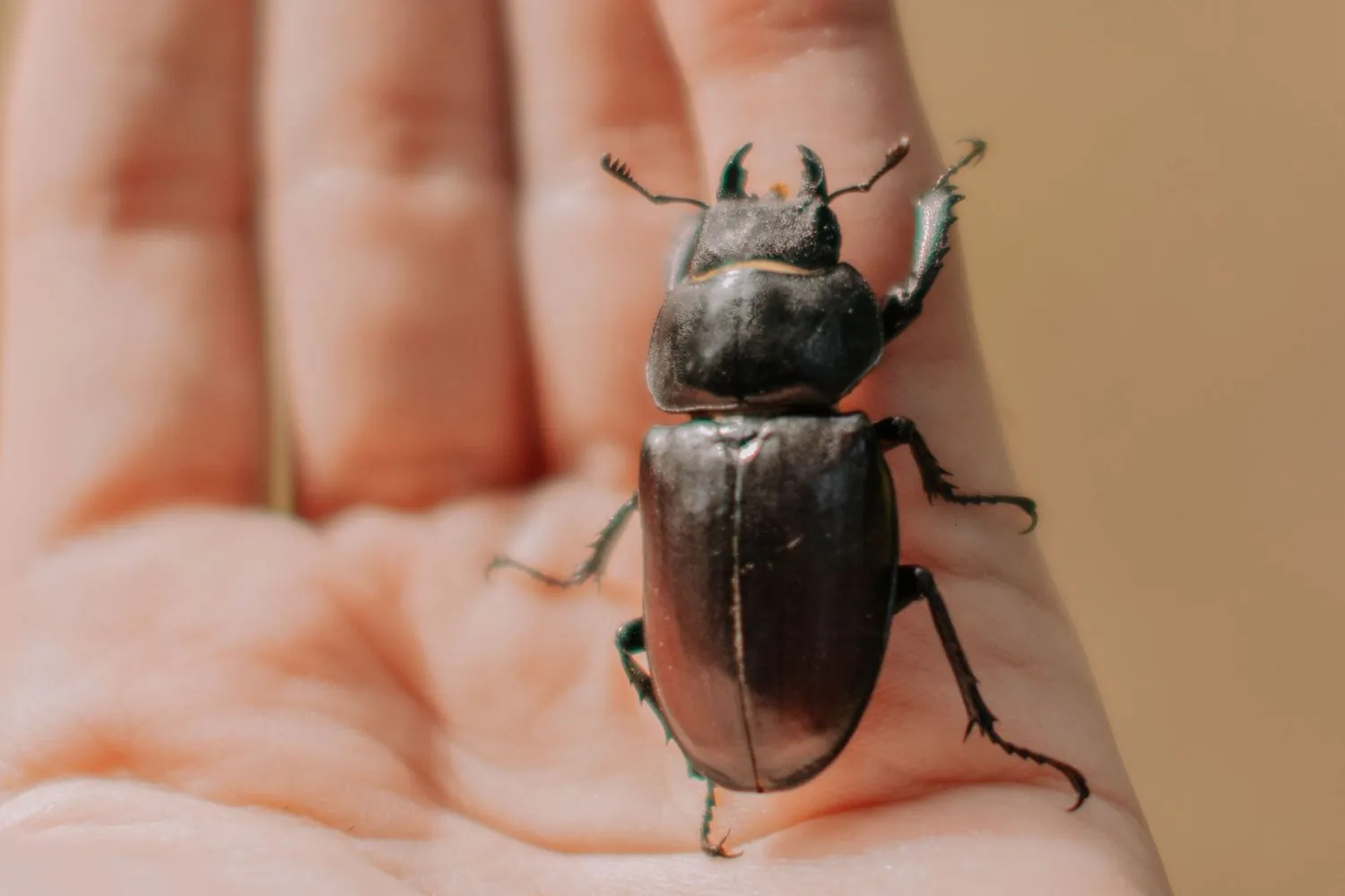 Diplomado en Bug bounty profesional y disclosure responsable