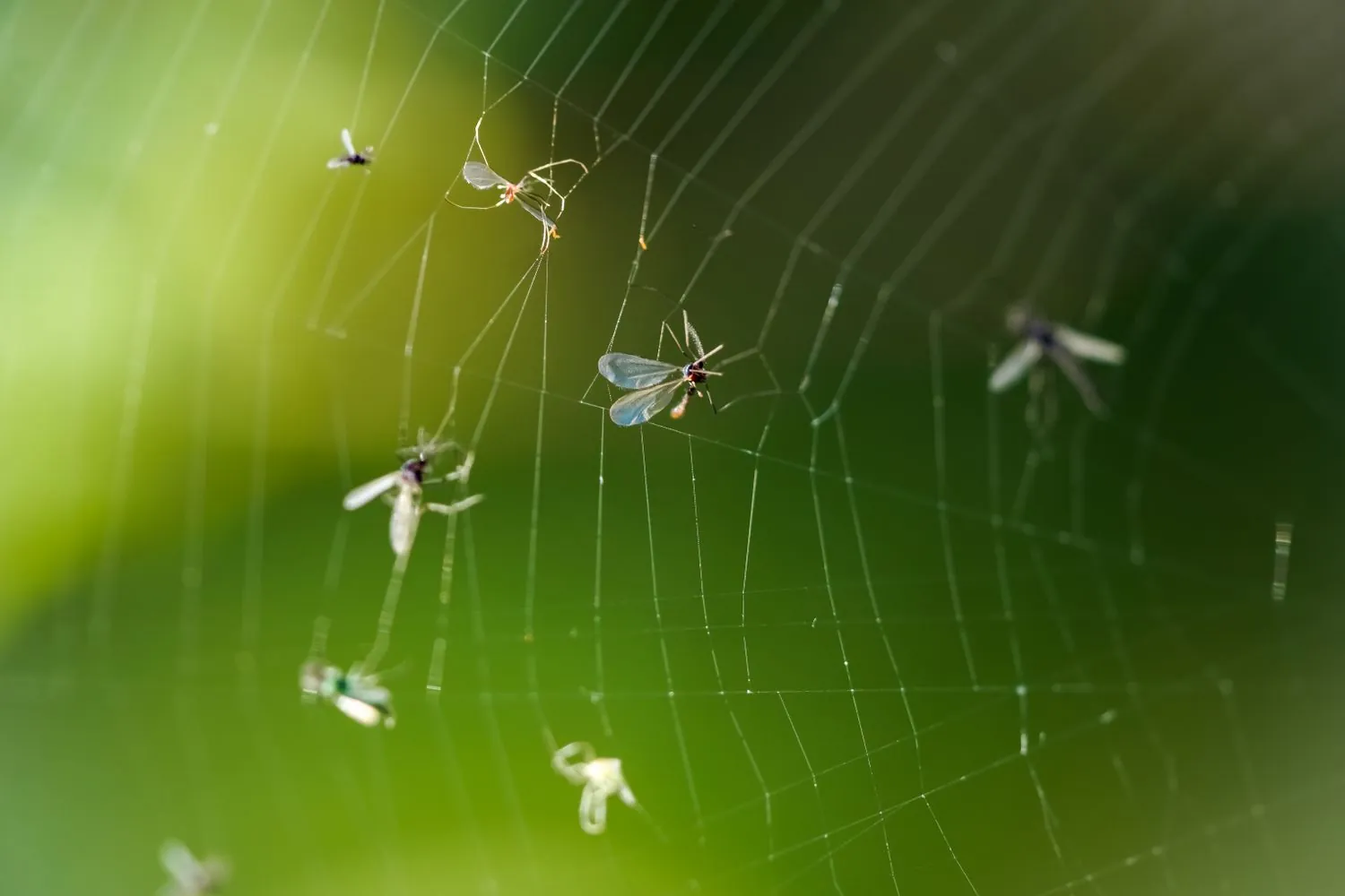Competencias del Diplomado en Bug bounty profesional y disclosure responsable